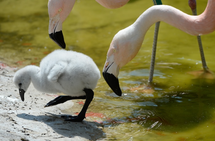 (Francisco Kjolseth  |  The Salt Lake Tribune)  Tracy Aviary has a variety of new birds, including three new baby Chilean Flamingos. The trio, ranging in age from 14 to 29 days of age are growing fast and the aviary is currently having a naming competition. Every egg that is laid at the aviary is given a number. Chick 3 just happened to get the egg number 007, so keepers decided to theme the flamingo chick naming contest with 007 names. 