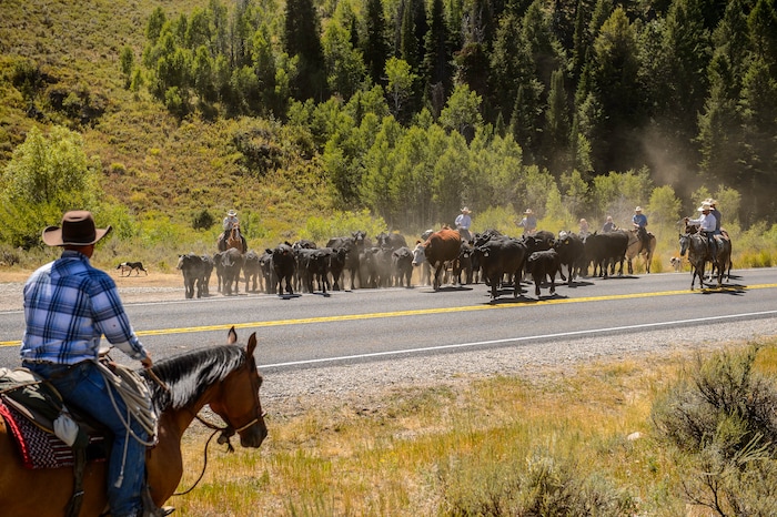 (Trent Nelson  |  The Salt Lake Tribune)  
Ranchers plan to move 1,200 head of cattle through Logan Canyon this week, including this group on Tuesday Aug. 27, 2019.