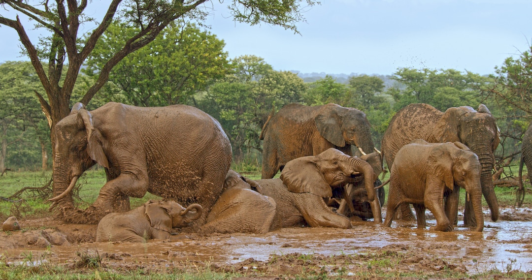 (Photo courtesy Discovery) There's elephant sibling rivalry in “Serengeti.”