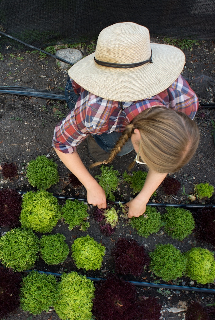 (Rick Egan  |  The Salt Lake Tribune)      Amanda Theobald, harvests lettuce at the Top Crops urban farm in her back yard, in Salt Lake City, Tuesday, June 5, 2018.


