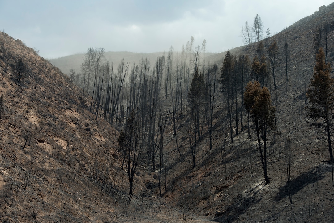 (Rick Egan  |  The Salt Lake Tribune)        Burned trees show the devastation of the Dollar Ridge Fire, Tuesday, July 10, 2018.