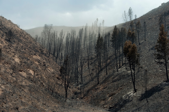 (Rick Egan  |  The Salt Lake Tribune)        Burned trees show the devastation of the Dollar Ridge Fire, Tuesday, July 10, 2018.


