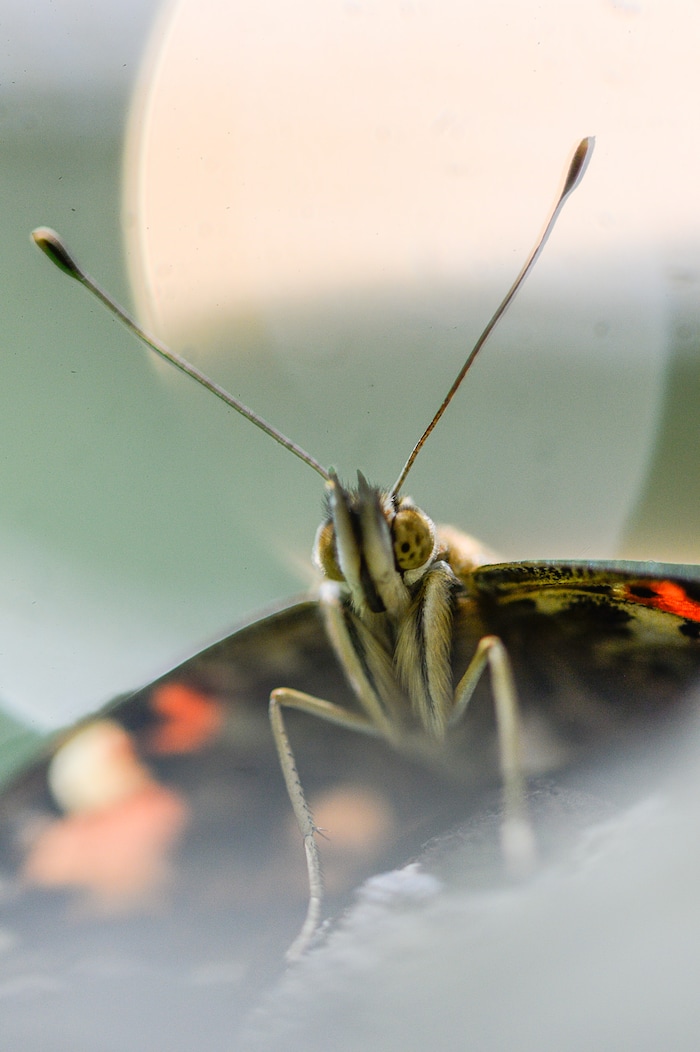 (Francisco Kjolseth  |  The Salt Lake Tribune)  The Loveland Living Planet Aquarium gets ready to put on display 650 Painted Lady butterflies as part of their Journey to South America gallery which opens to the public on Friday. In the Spring they plan to add more species to the exhibit.