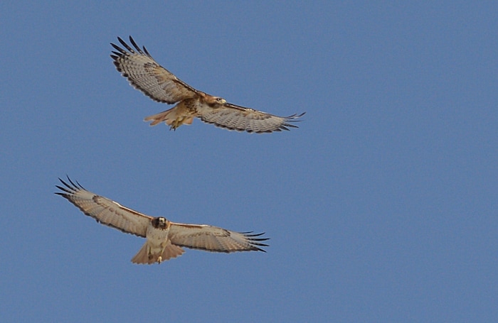 (Francisco Kjolseth | The Salt Lake Tribune) Red-tailed hawks soar over an industrial area in Salt Lake City.