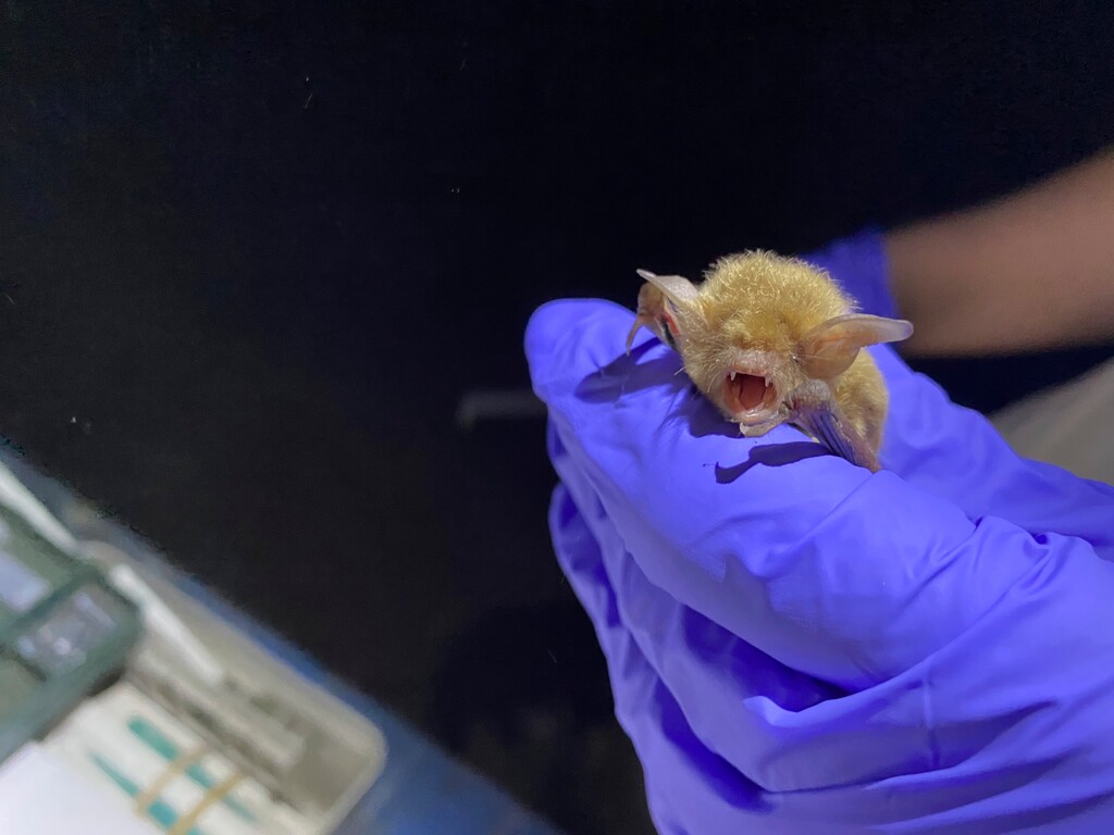 (Elle Cabrera | The Spectrum via AP) A Myotis bat is caught by the Utah Division of Natural Resources on Wednesday, May 26, 2021. Utah biologists are working to protect bats from a fungus called White Nose Syndrome. It attacks the skin of the bats while they hibernate and wakes them.