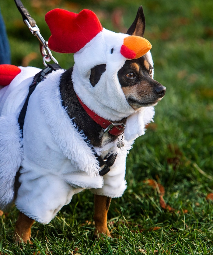 (Rick Egan  |  The Salt Lake Tribune)     Rocky Beans dressed as a chicken for  "Dog Days in the Maze", at Wheeler Farm, Monday, Oct. 26, 2020.