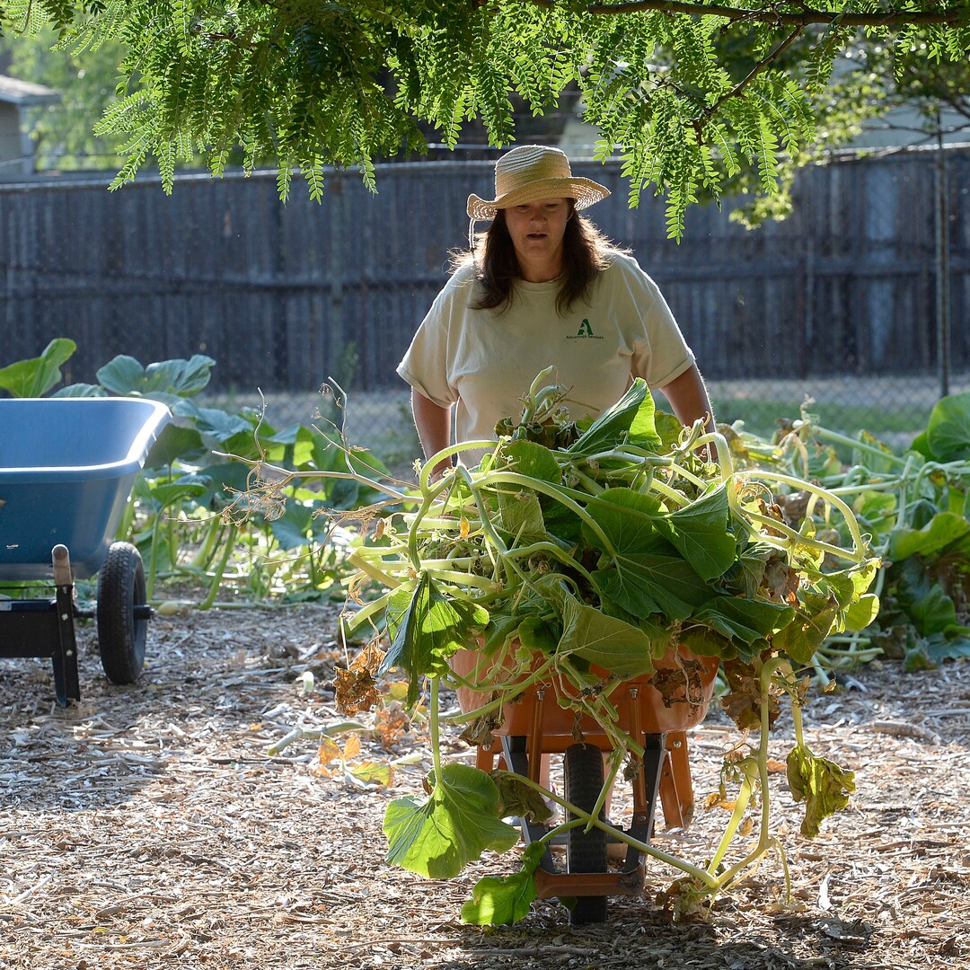(Al Hartmann  |  The Salt Lake Tribune) Trina wheels a cart full of pumpkin vines to the composting area at the Wasatch Community Gardens' Green Team farm on Wednesday, Aug. 2. A group of homeless and formerly homeless women tend a 1.5-acre vegetable farm on land owned by the Salt Lake City's Redevelopment Agency. The women are paid as they learn about agriculture and business, and they receive a break from the stresses of their daily lives.