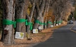 (Francisco Kjolseth | The Salt Lake Tribune) Century-old ash trees lining Canyon Road in November 2024. The trees are scheduled to be removed starting Monday for a Logan waterline project.