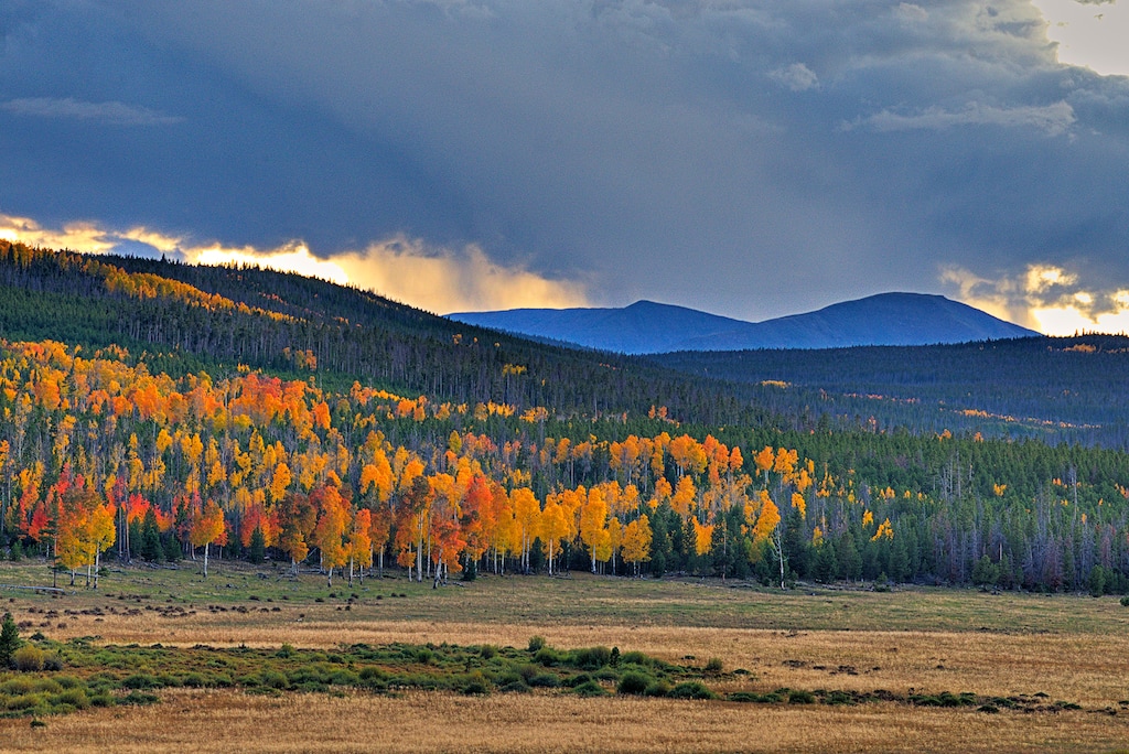 A forest of aspen with yellow and orange leaves in the fall stick out against green pine trees covering a mountainside.