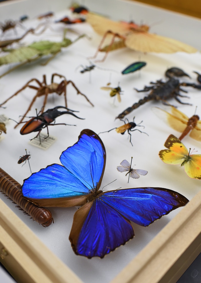 (Francisco Kjolseth  |  The Salt Lake Tribune)  A Blue Morpho butterfly makes up part of the "Oh Wow!" drawer of interesting bugs will on display this weekend at the Natural History Museum of Utah at the Rio Tinto Center for a Behind the Scenes look at the objects held in stewardship for the people of Utah. The public is invited to meet the scientists who build the collections and learn about current research and get an insiders view of the museum. 