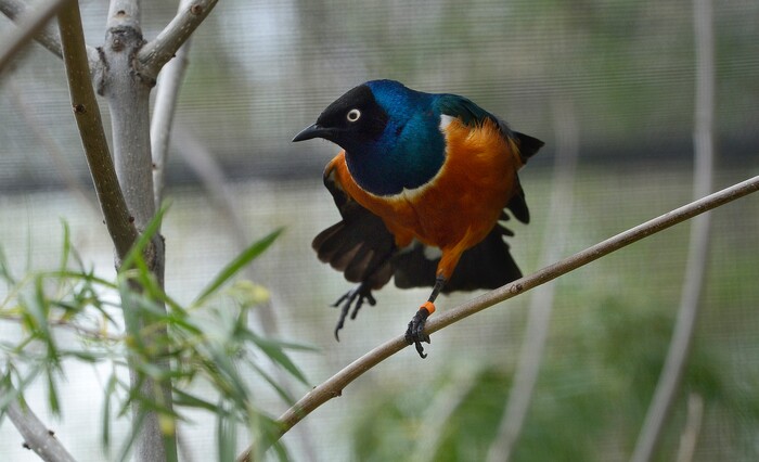 (Scott Sommerdorf | The Salt Lake Tribune)
A Supurb Starling in one of Tracy Aviary's new exhibits, Thursday, May 10, 2018.