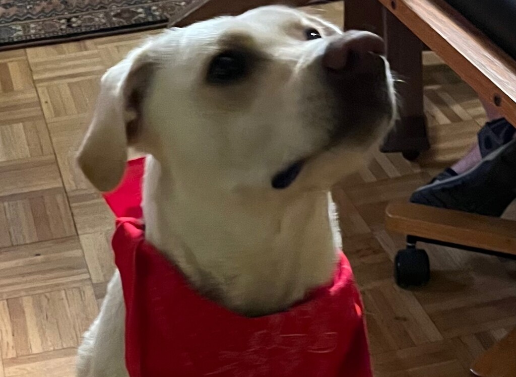 (Photo courtesy Writers on the Range)

Buster belongs to Betsy Marston, Paonia, Colorado, and loves to hike with his bandana collar.