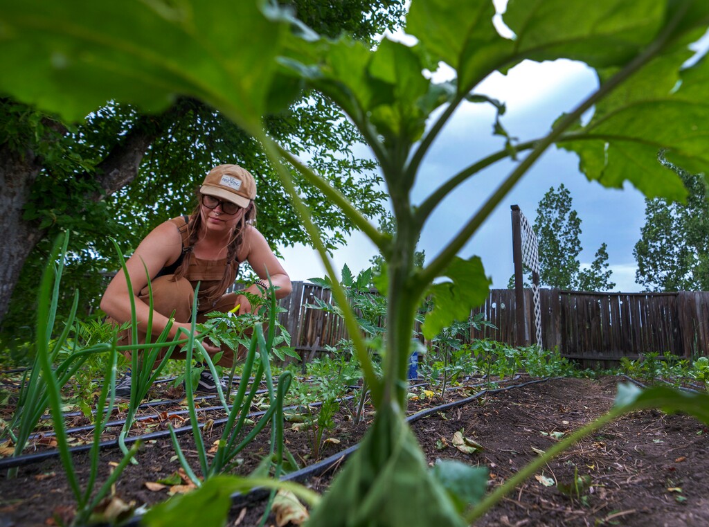 (Leah Hogsten | The Salt Lake Tribune) Jessica Collette, the Back Farms program director for Green Urban Lunch Box, plants cantaloupe and tomato seedlings in a backyard garden in Murray, June 6, 2023. The nonprofit helps seniors in the Salt Lake Valley grow backyard gardens, and is celebrating its 10th anniversary this year.
