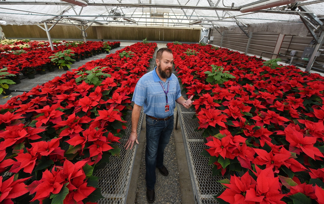 (Francisco Kjolseth  |  The Salt Lake Tribune)  Dave Tingey, Senior Airport Grounds and Pavement Supervisor at Salt Lake City International Airport tours the greenhouse near the control tower where they grow 1500 poinsettias for the holiday season. Starting Sunday staff will start to distribute the various breeds grown from small plugs to decorate the terminals for Christmas.