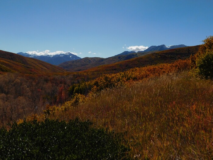 (Erin Alberty|The Salt Lake Tribune) Autumn leaves radiate color around the Cascade Springs Trail on Oct. 9, 2017 in Wasatch County.
