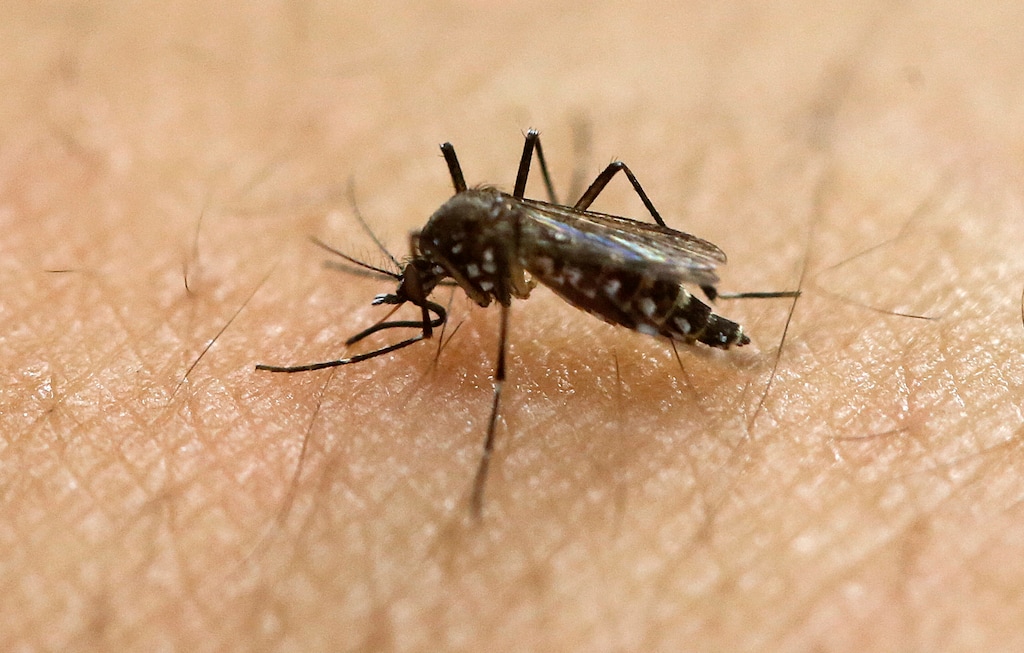 FILE - In this Jan. 18, 2016, file photo, a female Aedes aegypti mosquito acquires a blood meal on the arm of a researcher at the Biomedical Sciences Institute in the Sao Paulo's University in Sao Paulo, Brazil. The Aedes aegypti mosquito is behind the large outbreaks of Zika virus in Latin America and the Caribbean. On Friday, July 29, 2016, Florida said four Zika infections in the Miami area are likely the first caused by mosquito bites in the continental U.S. All previous U.S. cases have been linked to outbreak countries. (AP Photo/Andre Penner, File)