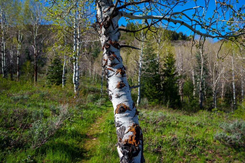 (Trent Nelson  |  The Salt Lake Tribune) The Discovery Trail in Summit County on Wednesday, May 18, 2022.