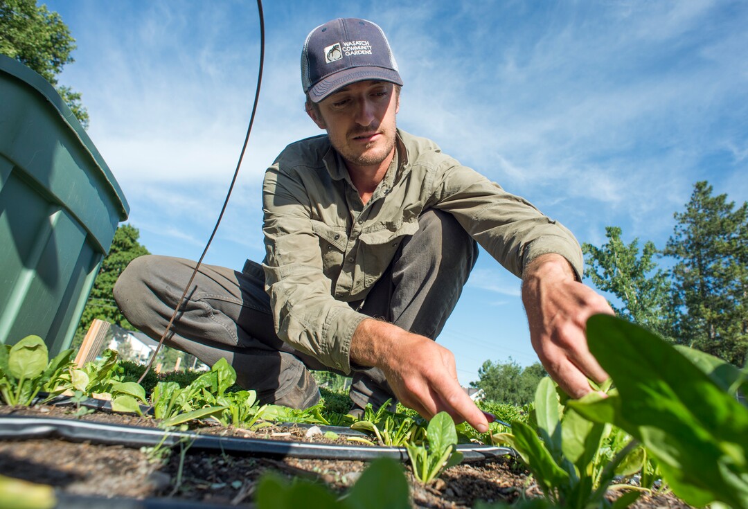(Rick Egan  |  The Salt Lake Tribune)      Elliot Musgrove harvest spinach, at  Top Crops urban farm in Salt Lake City, Tuesday, June 5, 2018.