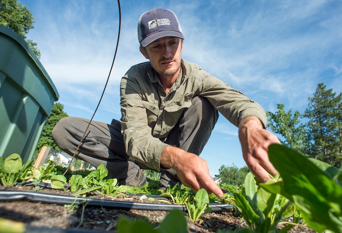 (Rick Egan  |  The Salt Lake Tribune)      Elliot Musgrove harvest spinach, at  Top Crops urban farm in Salt Lake City, Tuesday, June 5, 2018.


