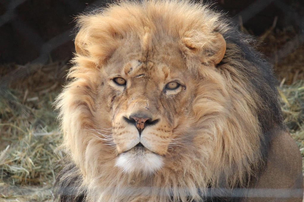 (Utah's Hogle Zoo) Vulcan, a male African lion, is one of four lions at Utah's Hogle Zoo that tested positive for the delta variant of the coronavirus, zoo officials announced on Oct. 25, 2021. A fifth lion did not allow keepers to swab her nose, but it's assumed she also contracted it.