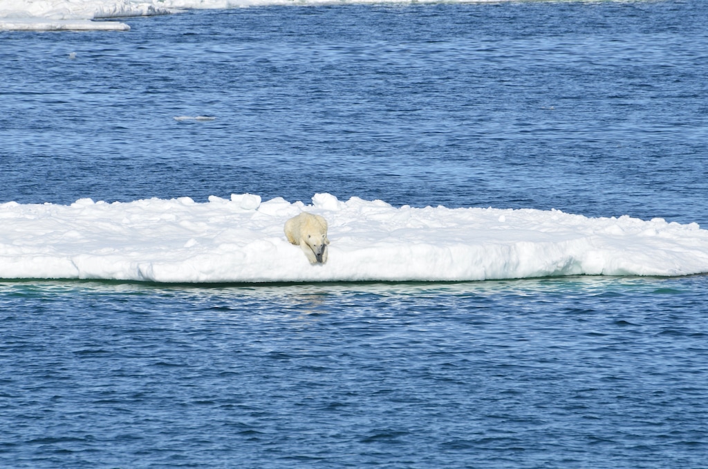 (Brian Battaile/USGS via AP) In this 2014 photo provided by the U.S. Geological Survey, a polar bear rests on a chunk of sea ice in the Arctic. Climate change is threatening the sea ice, but columnist Thomas Reese says it's not too late to save the planet from global warming.