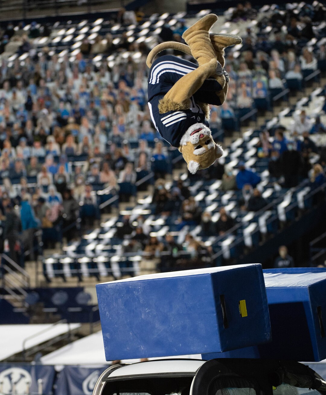 (Francisco Kjolseth  |  The Salt Lake Tribune) Cosmo performs a stunt as BYU takes on Texas State during an NCAA college football game at LavVell Edwards Stadium, Saturday, oct. 24, 2020, in Provo, Utah.