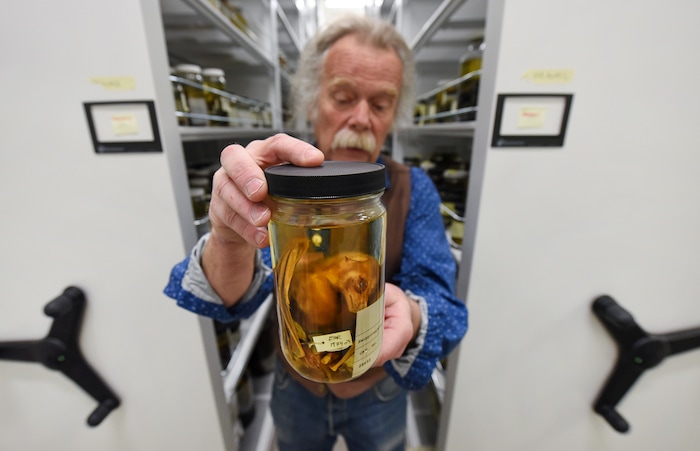 (Francisco Kjolseth  |  The Salt Lake Tribune)  Eric Rickart, Ph. D., Curator of Vertebrates Zoology at the Natural History Museum of Utah at the Rio Tinto Center holds a fruit bat from Indonesia from the biology fluid-preserved collection. Over the weekend the museum will be providing a Behind the Scenes look at the objects held in stewardship for the people of Utah. The public is invited to meet the scientists who build the collections and learn about current research and get an insiders view of the museum. 