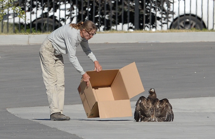 (Francisco Kjolseth | The Salt Lake Tribune) Catherine Kirby, with Noble Horse Sanctuary, displays her compassion for animals by moving a weak and dehydrated young red-tailed hawk back to the cottonwood tree where its nest is located.
