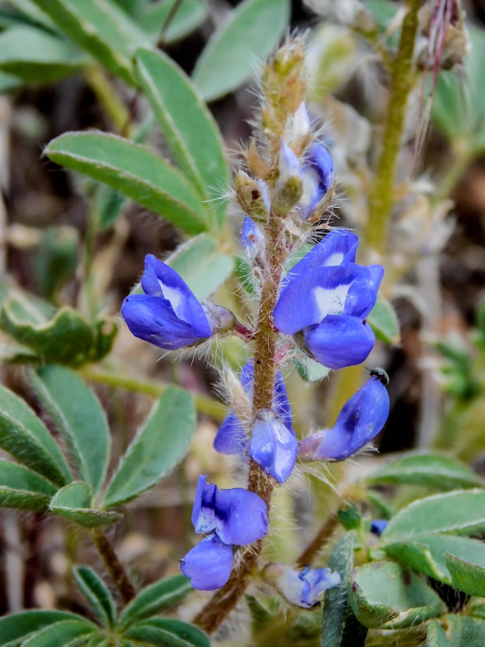 Erin Alberty  |  The Salt Lake TribuneLupine blooms May 27, 2017 along the Desert Voices Trail in Dinosaur National Monument.