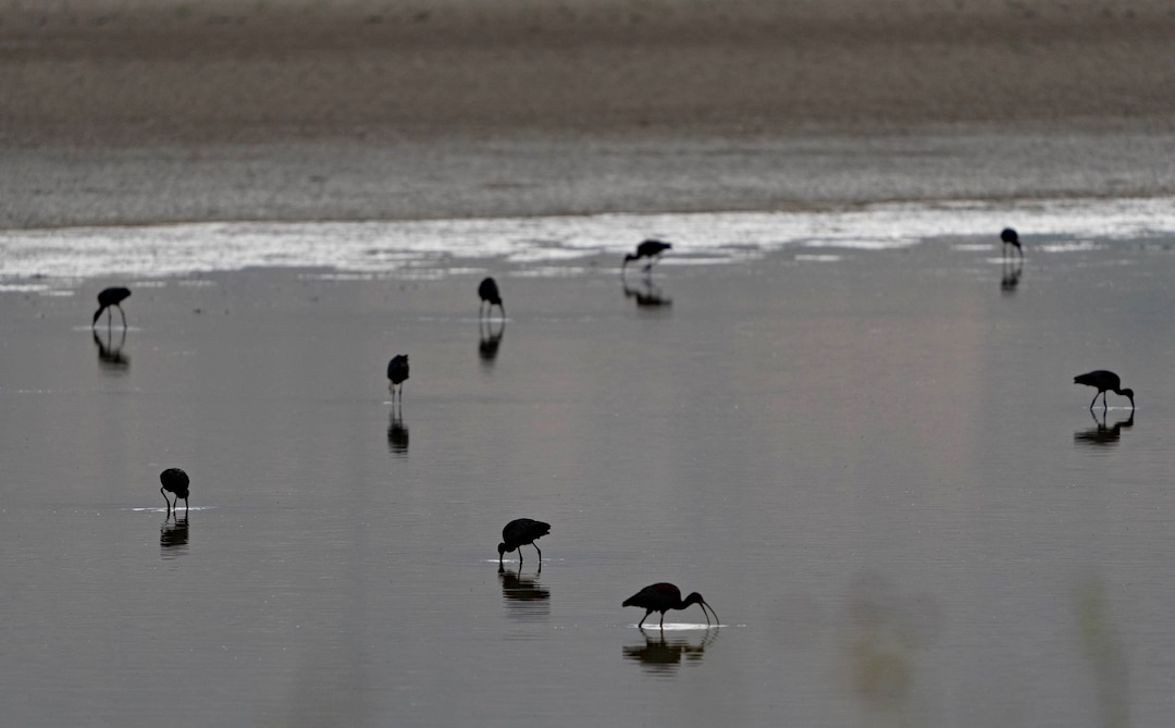 (Francisco Kjolseth | The Salt Lake Tribune) Glossy ibis prod for food in the shallow waters of the Bear River Migratory Bird Refuge, a 74,000-acre nature reserve in the northern Great Salt Lake on Wednesday, June 23, 2021.