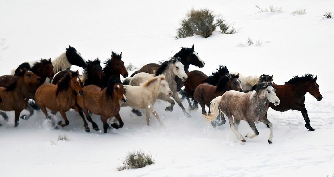 (Chris Detrick  | Tribune file photo)   Wild horses from Utahs Swasey herd are rounded up by Cattoor Livestock Roundup Co in the West Desert near the Swasey Mountains Thursday February 14, 2013. Under the Bureau of Land Management operation 50 miles west of Delta, helicopter wranglers gathered 262 horses. One hundred will be released back into the Swasey Herd Management Area  one of Utahs 19 HMAs on federal land. Many of the horses released will be mares treated with the contraceptive Porcine Zona Pellucida (PZP-22).