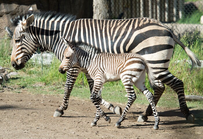 (Rick Egan  |  The Salt Lake Tribune)   Ziva the Zebra and her baby, born Saturday at Hogle Zoo. Thursday, June 7, 2018.