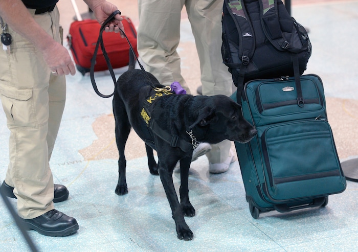 (Al Hartmann  |  The Salt Lake Tribune)  Keene, a black lab passenger screening canine, takes a sniff at luggage as airline passengers pass by before the security checkpoint in terminal 1 at the Salt Lake International Airport Tuesday March 8.  The Transportation Security Administration (TSA) is beginning to use the dogs, which are specially trained to detect explosives and explosive components.  He works with TSA K9 handler Lonnie Larson who is trained to read the dog's behavior when it detects an explosive scent. Keene is named in memory of Leo Russel Keene, a 33-year old Louisiana native and financial analyst who died at work at the World Trade Center on Sept. 11, 2001.  Keene is the mother of several PSC's who are assigned to other airports across the country. 