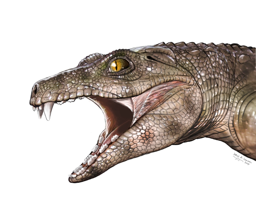 (Illustration courtesy of Jorge Gonzalez) A graphic shows what an extinct herbivore relative of crocodiles might have looked like.