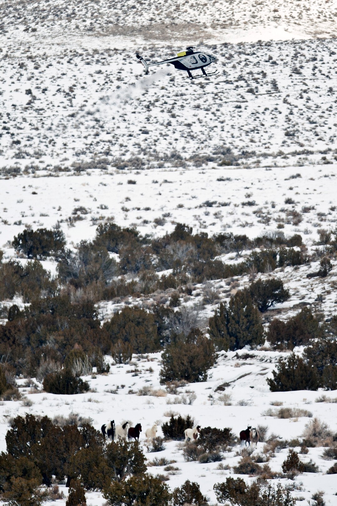 (Chris Detrick  | Tribune file photo)   Wild horses from Utahs Swasey herd are rounded up by Cattoor Livestock Roundup Co in the West Desert near the Swasey Mountains Thursday February 14, 2013. Under the Bureau of Land Management operation 50 miles west of Delta, helicopter wranglers gathered 262 horses. One hundred will be released back into the Swasey Herd Management Area  one of Utahs 19 HMAs on federal land. Many of the horses released will be mares treated with the contraceptive Porcine Zona Pellucida (PZP-22).