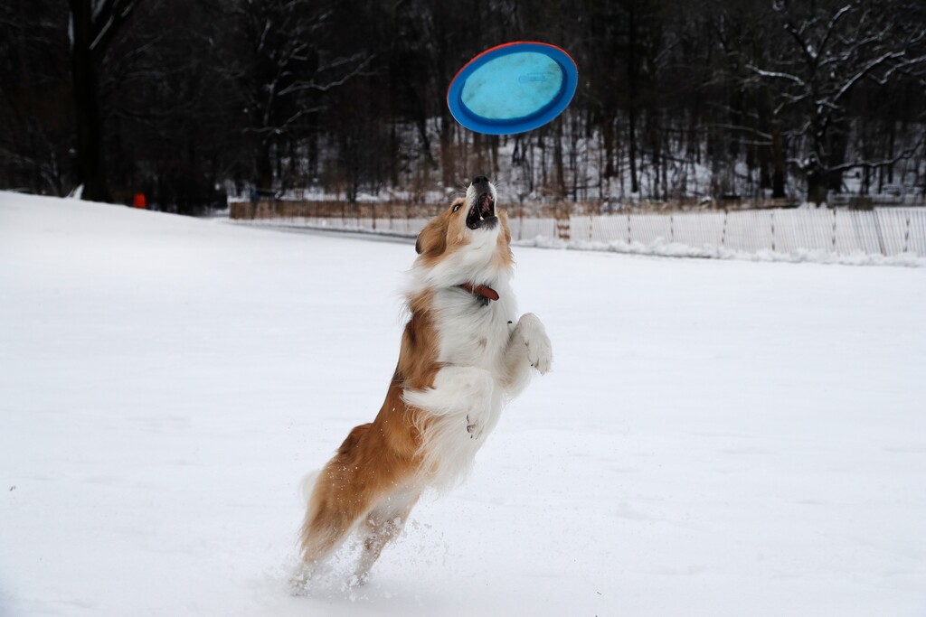 (Mark Lennihan | AP file photo) A dog named Jelly leaps for a Frisbee while playing in Brooklyn's Prospect Park, March 4, 2019, in New York.