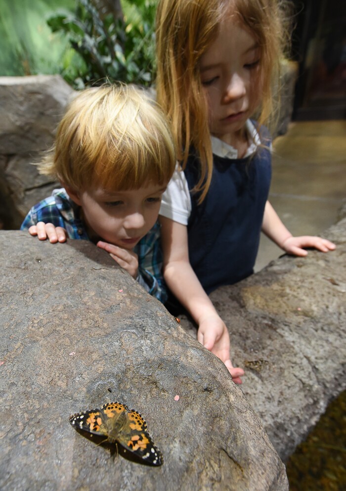 (Francisco Kjolseth  |  The Salt Lake Tribune)  Kash, 4, and Willow Bergen, 6, of Alpine get a sneak peek as the Loveland Living Planet Aquarium gets ready to put on display 650 Painted Lady butterflies as part of their Journey to South America gallery which opens to the public on Friday. In the Spring they plan to add more species to the exhibit.