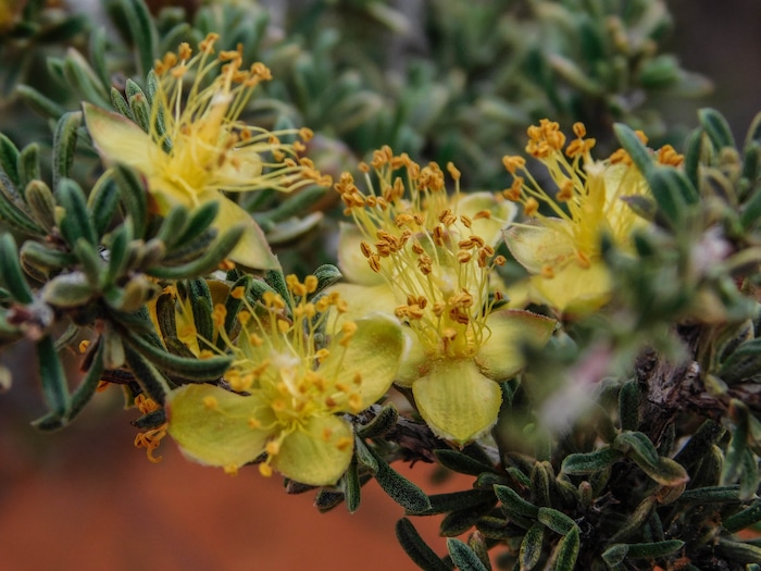 (Erin Alberty  |  The Salt Lake Tribune)

A blackbrush blooms April 1, 2017 along the Babylon Arch trail in the Red Cliffs Desert Reserve near Leeds.