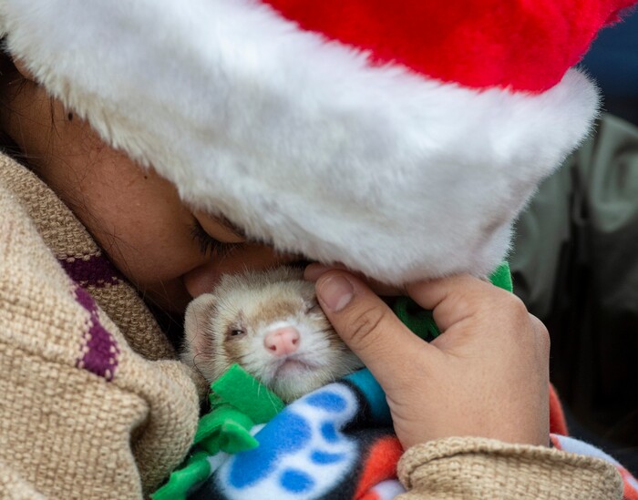 (Rick Egan  |  The Salt Lake Tribune)    Volunteer, Aimar Perez, 15, snuggles  a ferret named Kdoh, at the Street Dawg Crew Christmas outreach at Liberty Park Sunday.  The Street Dawg Crew supports the homeless and their pets  every Sunday at Pioneer Park. Today besides  passing out food and gift bags for humans and animals, they offered a photo opportunity with Santa. Sunday, Dec. 22, 2019. For the Christmas Outreach today, the Crew they offered a photo opportunity with Santa. Sunday, Dec. 22, 2019.