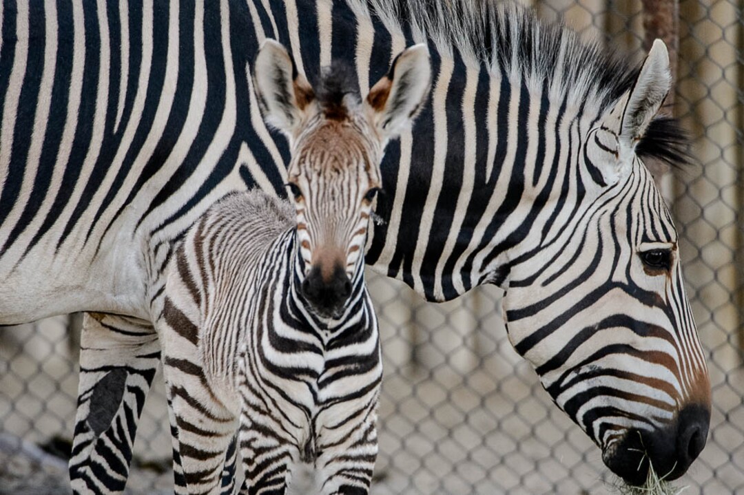 (Trent Nelson | The Salt Lake Tribune)  Clementine, left, a baby zebra born Oct. 23, with her mother, Zoe, at Utah's Hogle Zoo, Tuesday Oct. 30, 2018.