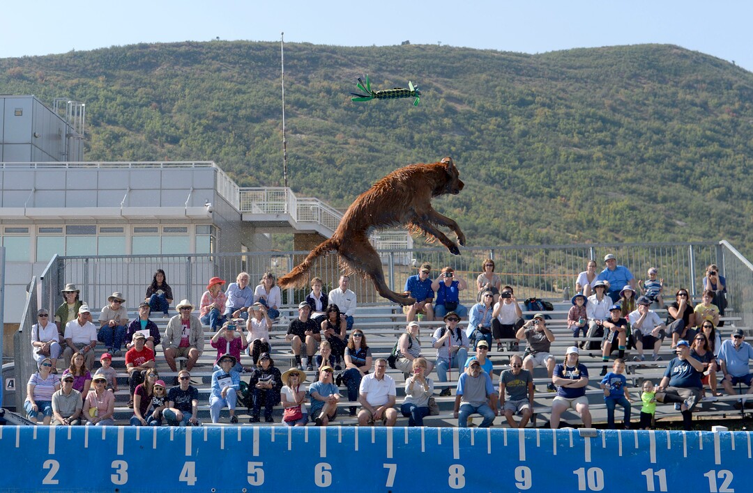 (Al Hartmann  |  The Salt Lake Tribune) 	
A dog has the long distance but misses grabbing toy as he sails over over a pool of water in the Splash Dog competition at the  Supreme Source Solider Hollow Classic Sheep Dog Trials, Friday Sept. 1 in Midway.  The Supreme Source Soldier Hollow Classic brings together many of the world’s top sheep dogs from Scotland, Ireland, South Africa, Canada, Germany and the United States. The trials last through Sept. 4.