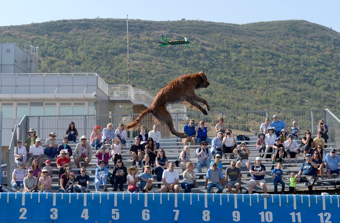 (Al Hartmann  |  The Salt Lake Tribune) 	
A dog has the long distance but misses grabbing toy as he sails over over a pool of water in the Splash Dog competition at the  Supreme Source Solider Hollow Classic Sheep Dog Trials, Friday Sept. 1 in Midway.  The Supreme Source Soldier Hollow Classic brings together many of the world’s top sheep dogs from Scotland, Ireland, South Africa, Canada, Germany and the United States. The trials last through Sept. 4.