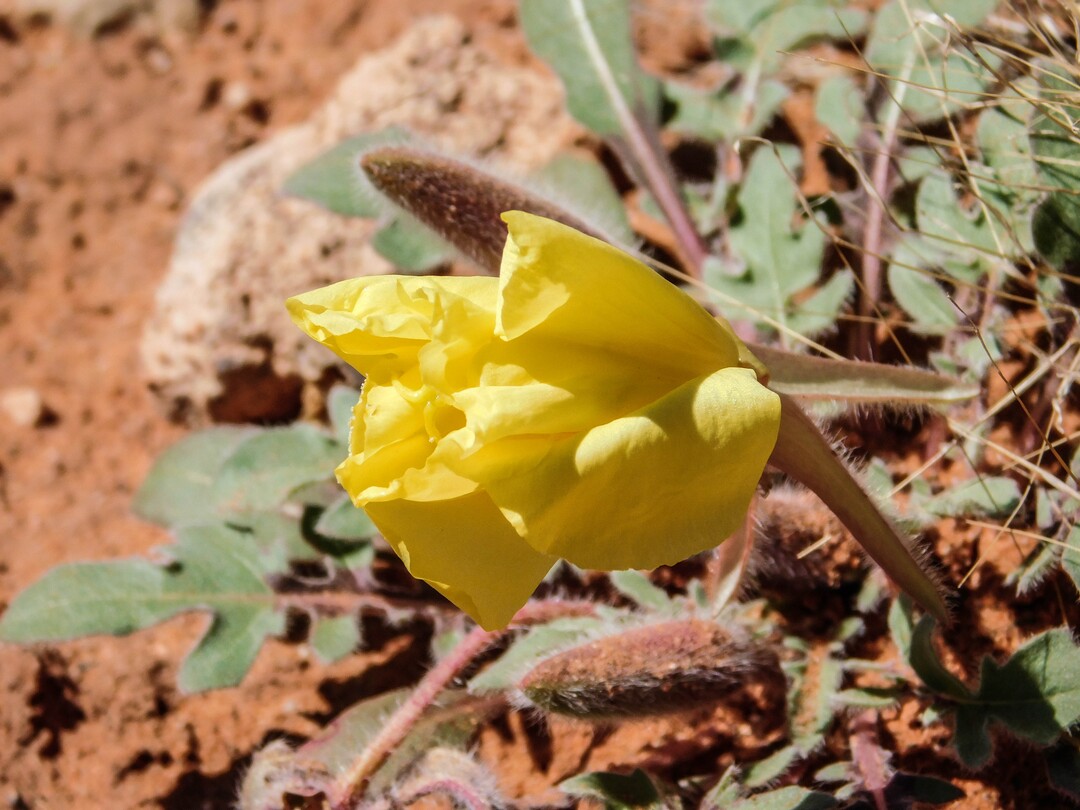 Erin Alberty  |  The Salt Lake TribuneYellow evening primrose blooms April 1, 2017 near the Babylon parking area in Red Cliffs Desert Reserve, east of Leeds.