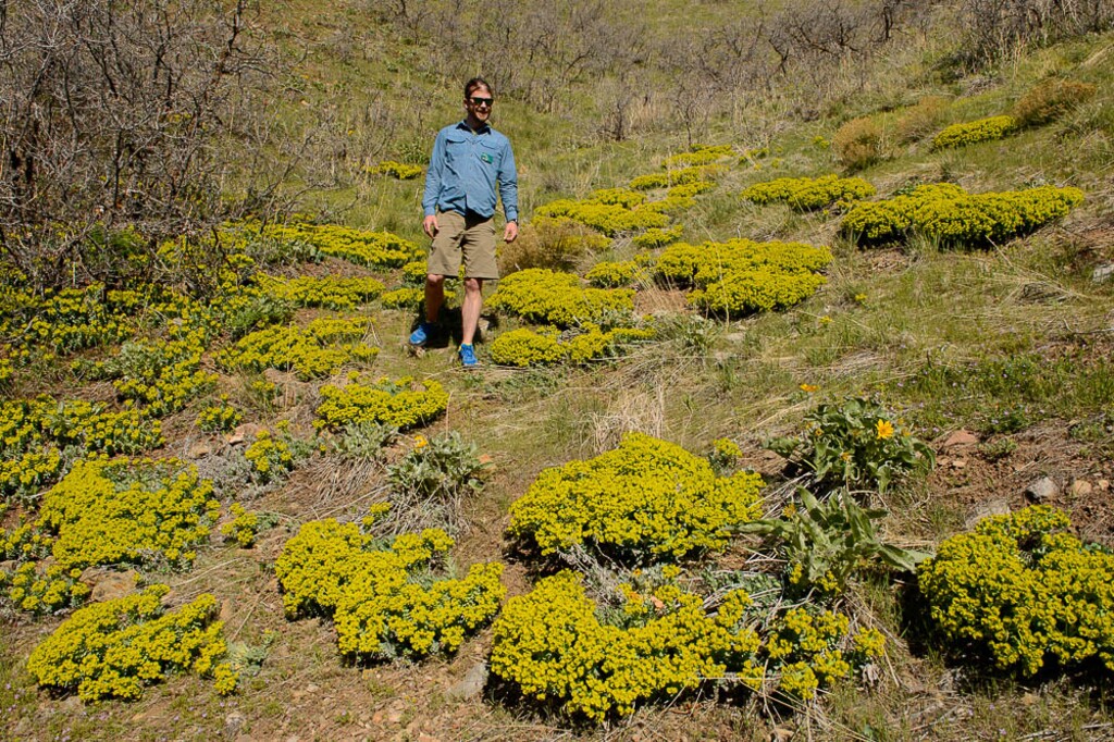 (Trent Nelson | The Salt Lake Tribune) Myrtle spurge was once planted as a "waterwise" ornamental in Utah gardens, but the resilient plant has escaped yards and is colonizing much of the Wasatch foothills to the detriment of native plants. Neal Dombrowski, a botanist with Red Butte Garden, in a patch of myrtle spurge in Red Butte Canyon, Tuesday, April 24, 2018.