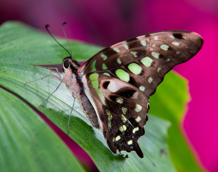 (Rick Egan  |  The Salt Lake Tribune)     
A butterfly rests on a tropical plant, at the Butterfly Biosphere at Thanksgiving Point’s Water Tower Plaza in Lehi. Tuesday, Jan. 22, 2019.  The Butterfly Biosphere is home to more than a thousand butterflies from around the world.  
