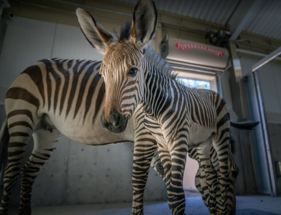(Hogle Zoo) A yet-to-be-named male foal, foreground, was born to a female zebra named Poppy, background, on July 23, 2022.