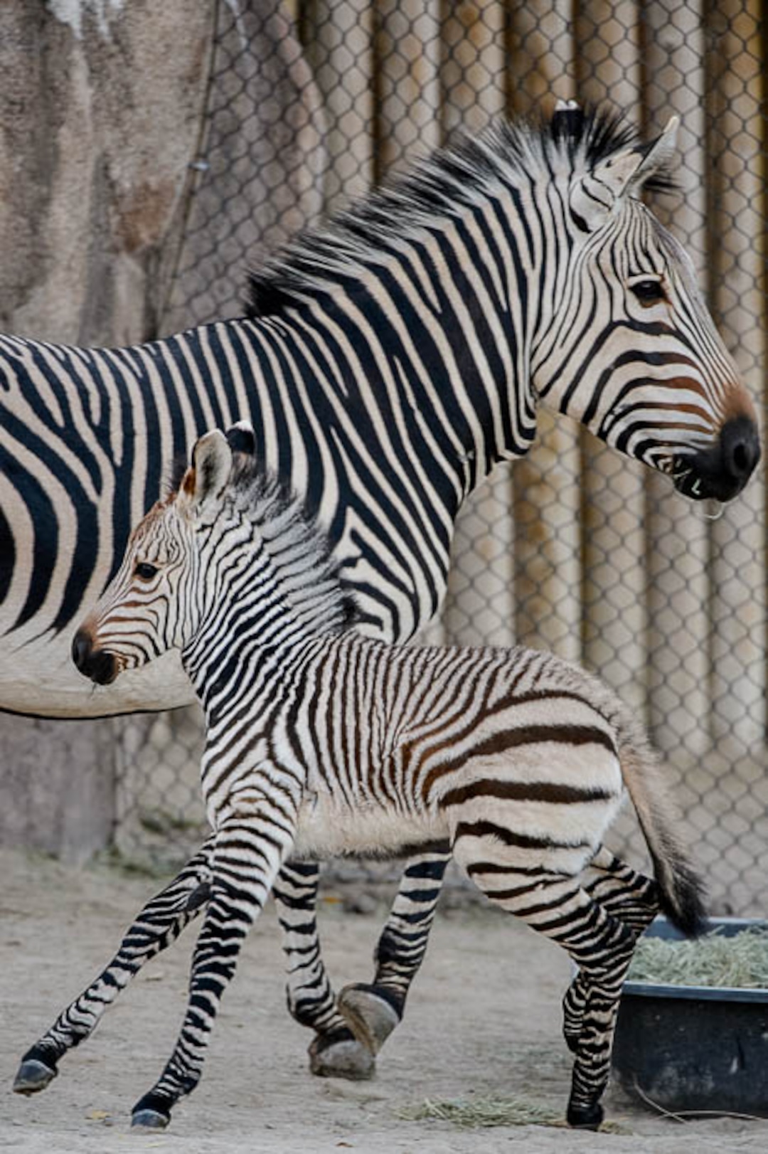 (Trent Nelson | The Salt Lake Tribune)  Clementine, left, a baby zebra born Oct. 23, with her mother, Zoe, at Utah's Hogle Zoo, Tuesday Oct. 30, 2018.