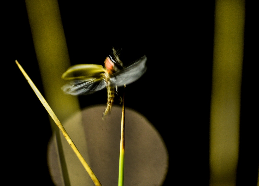 (Leah Hogsten  |  The Salt Lake Tribune) Fireflies do not migrate; they live in the hay fields year round. The fireflies mating dance is dependent on the temperature and the wind, as they communicate with future mates by blinking or "flirting" and then mate. There are over 2,000 species of fireflies and Diane Garcia says she has two species on her farm. Fireflies have been twinkling in the hay fields of Garcia's family farm, Thompson Century Farm near Spanish Fork, since her great-great-grandfather Samuel Thompson settled the farm in 1800s. The farm and its wet, marshy habitat is perfect for the fireflies' annual mating rituals every year, roughly from late May to early July. Garcia leads tours through her fields for free, simply to share in the experience and to educate others about fireflies, their short-lived lifecycle and what endangers their fragile habitat.