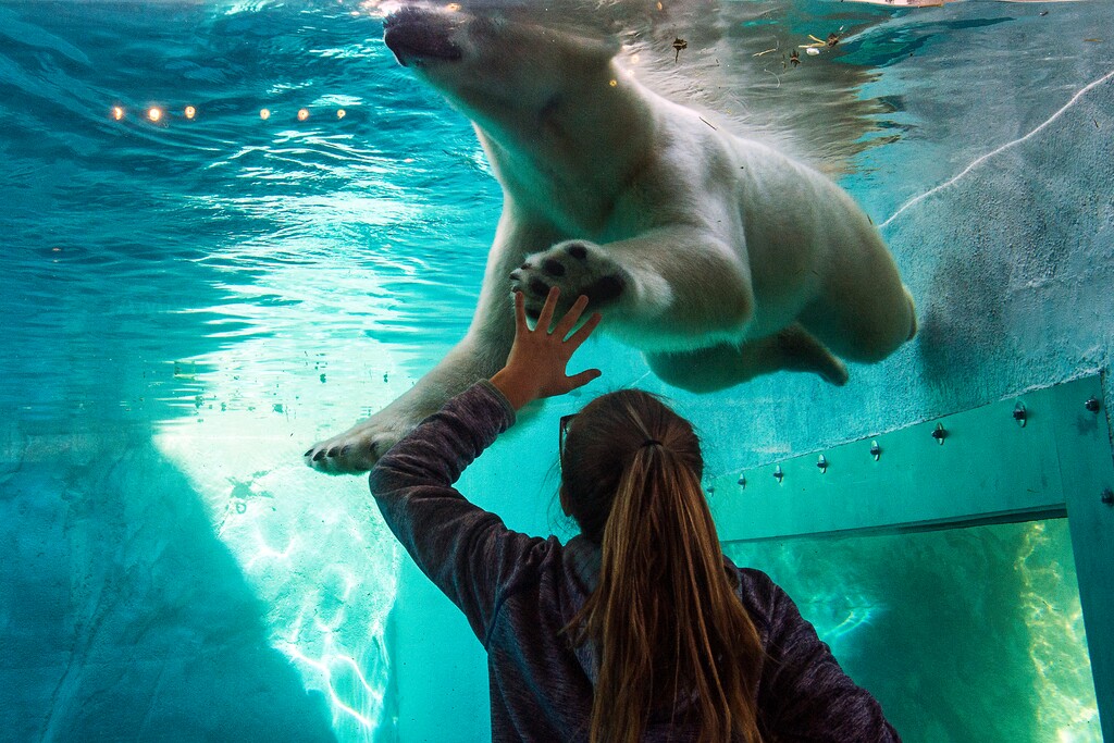 (Chris Detrick  |  Tribune file photo)  Brinlee Densley, 10, of West Jordan, gives polar bear Nora a high-five at Utah's Hogle Zoo in October.