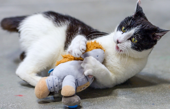 (Leah Hogsten  |  The Salt Lake Tribune) Maxwell, a recent addition to Nuzzles & Co., keeps himself entertained while playing with a stuffed doll. Salt Lake City car seller Mark Miller Subaru has contributed an estimated $120,000 and 2,000 service hours to Nuzzles & Co, a no-kill nonprofit in Peoa. The car dealer is one of the first Utah businesses to adopt a new state Benefit LLC legal status, balancing doing social good with making profits.